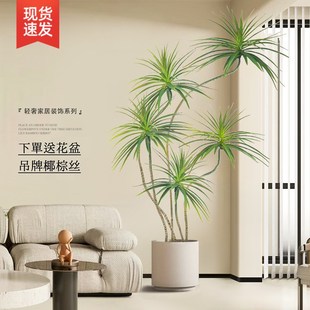 龙血树客厅绿植室内大型盆景好养落地盆栽旺宅植物花盆千年木禄植