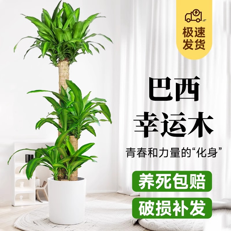 幸运巴西木室内大型绿植开花客厅办公室龙血树荷花铁植物落地盆栽