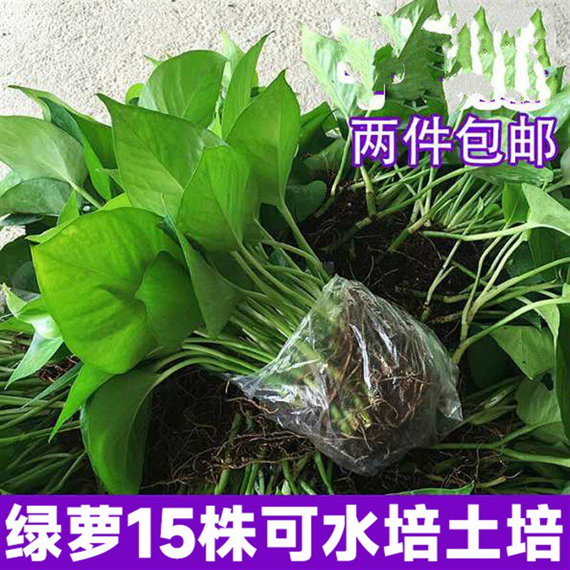 绿萝箩文竹水培土培办公室懒人好养易活室内绿植物盆栽吊兰花卉