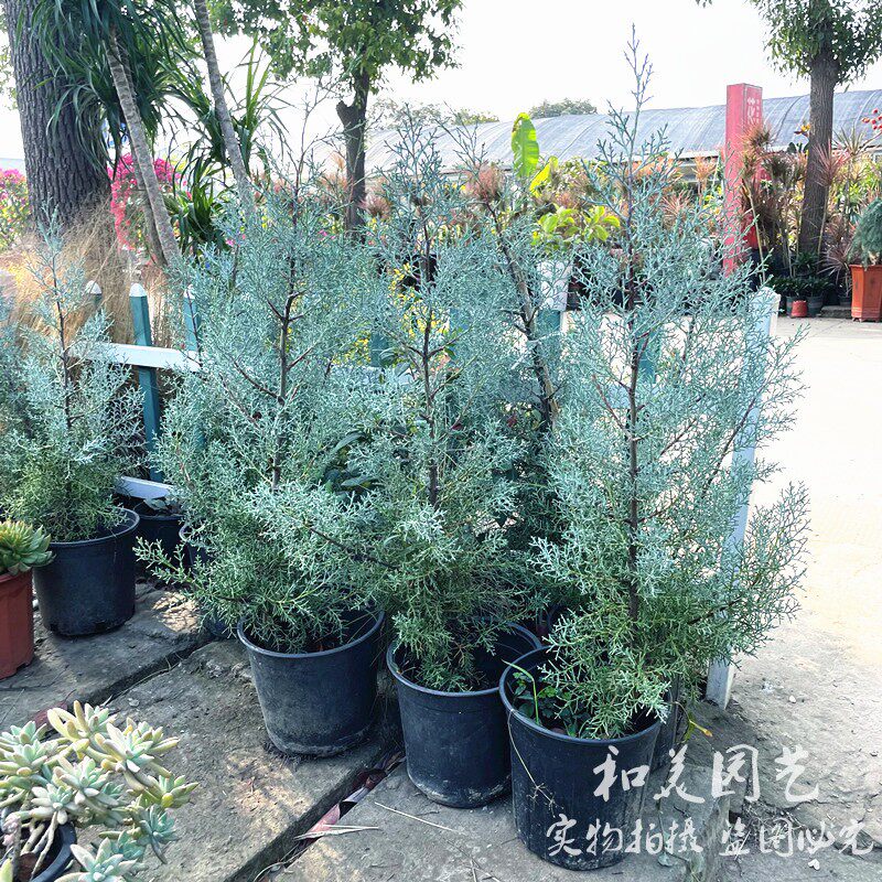 蓝冰柏盆栽大苗 庭院常绿乔木 松柏树 耐寒耐热花镜观赏蓝色植物