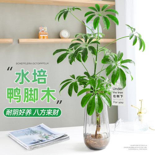 水培鸭脚木七叶莲绿植盆栽室内客厅桌面花卉植物耐阴好养四季常青