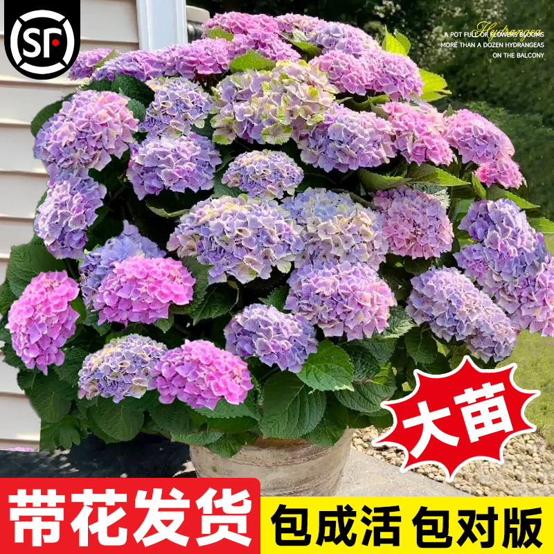 绣球花苗带大花苞无尽夏木本鲜花卉四季室内外庭院老桩盆栽绿植物