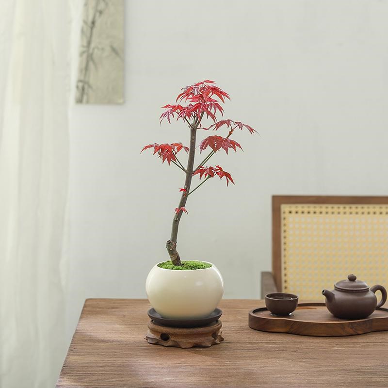 红枫树盆景中式摆件客厅书房桌面盆栽绿植物净化空气四季好养花卉