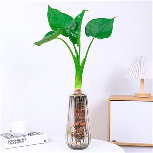 水培大叶千手观音盆栽花小植物室内桌面盆景滴水观音千佛手常绿叶