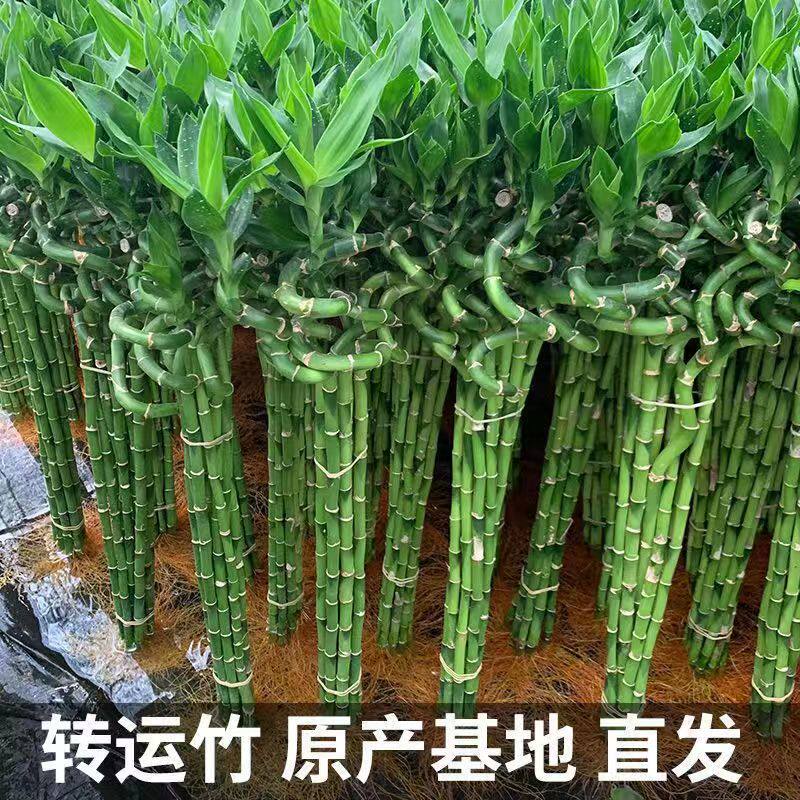 带根转运竹转好运弯竹水培富贵竹水养水培办公室客厅绿植旺宅招财