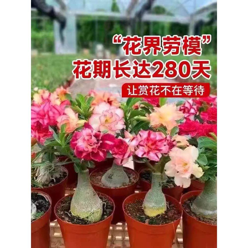 重瓣沙漠玫瑰花苗盆栽带花苞多肉植物老桩室内外绿植盆景四季客厅