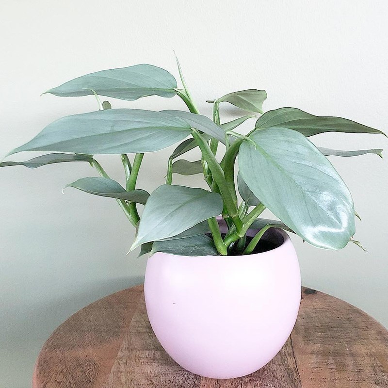 银叶蔓绿绒 哈斯塔姆 Philodendron hsttum 若慕室内绿植盆栽