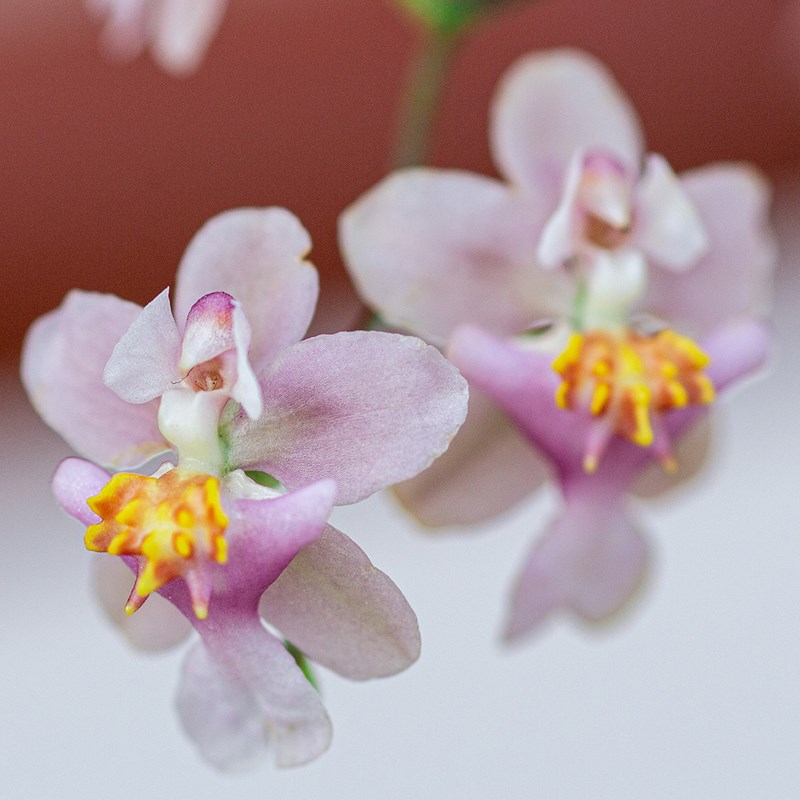 香水文心兰盆栽带花苞植物花卉室内办公桌面小绿植适合懒人养的花