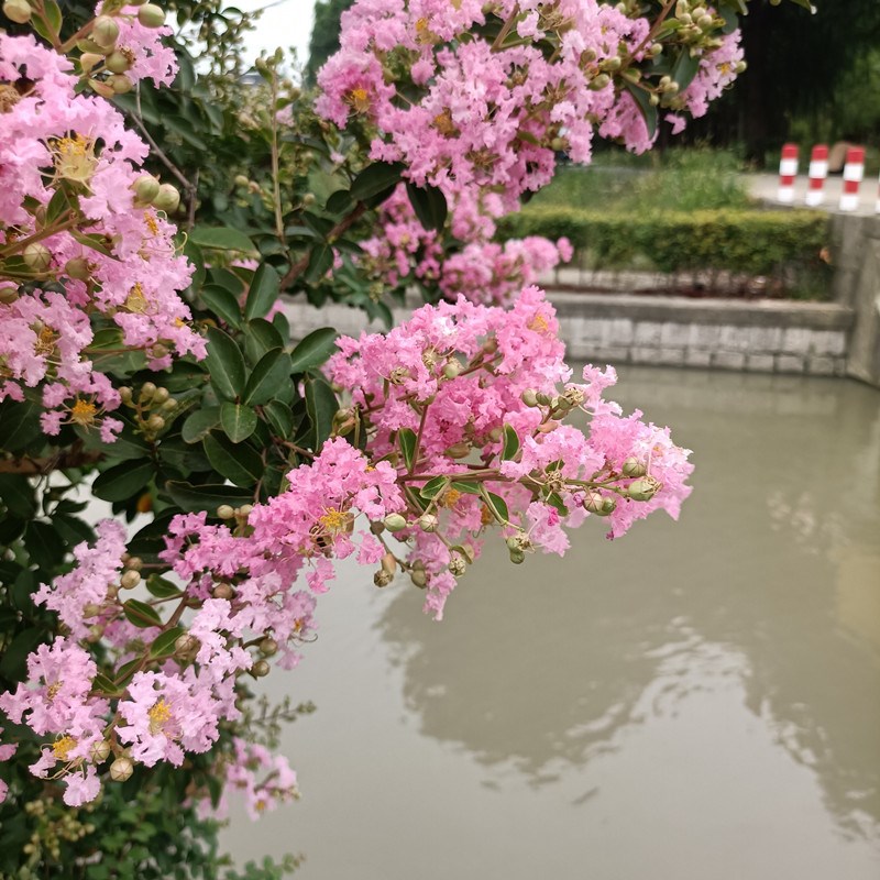 紫薇盆栽带花苞阳台庭院耐热耐寒花卉绿植多年生木本四季花园植物