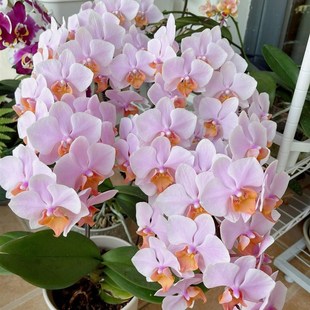 图尔坎蝴蝶兰花苗带花剑稀有绿植盆栽基地直发包对版四季开花