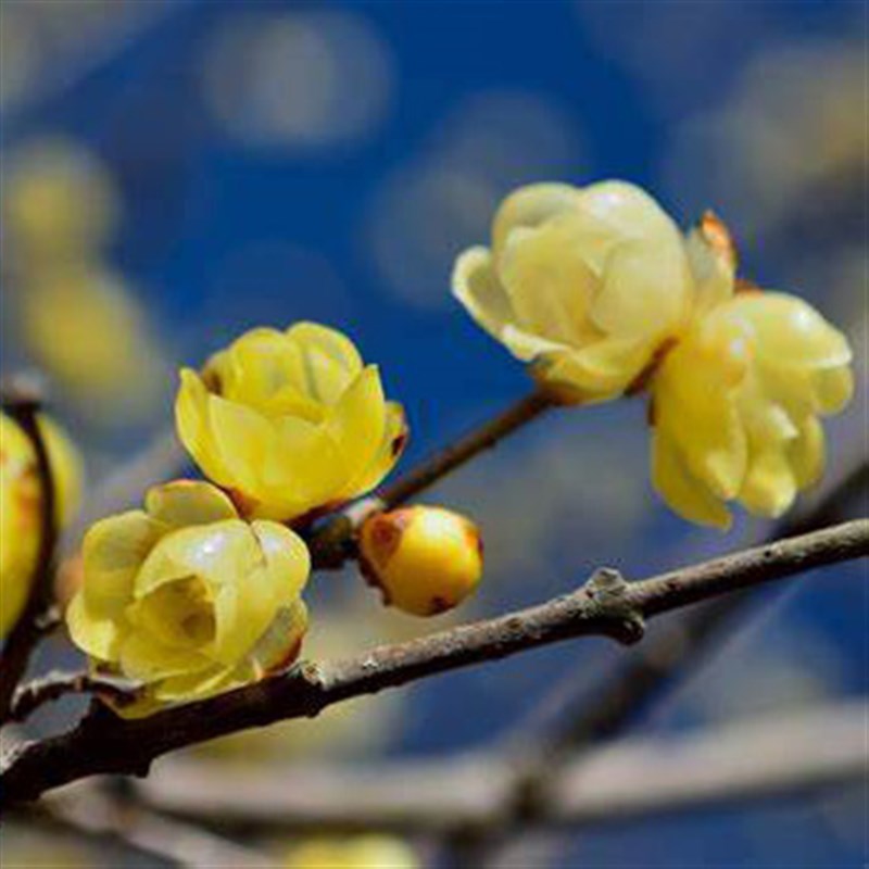 【嘉瑞】  庭院冬季开花  素心腊梅 浓香 土球苗