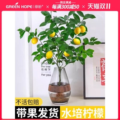 香水柠檬树苗盆栽四季结果无籽盆栽水培植物室内客厅可食用好养