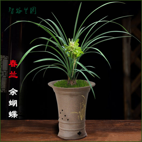 老品种春兰余蝴蝶 多瓣奇花大唐盛世  细叶浓香名贵兰花 兰草花卉