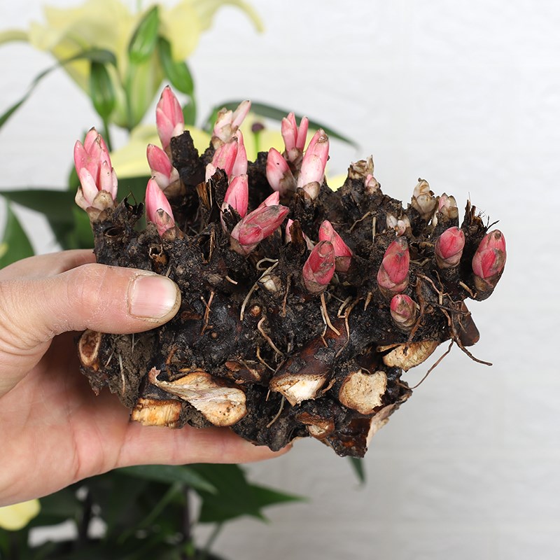 芍药花苗庭院花卉四季开花易活芍药根块带芽室内盆栽室外庭院植物