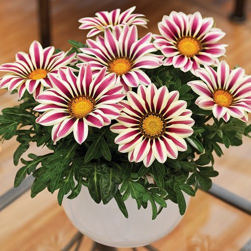 勋章菊花苗盆栽玫瑰红条纹种苗阳台庭院室内四季好养易活花卉植物