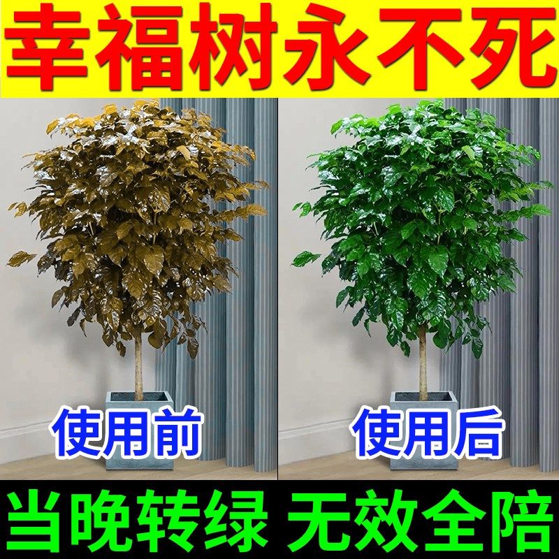 幸福树叶子干枯落叶肥料专用肥叶子发黄干尖掉叶黑斑病专用营养液,鲜花速递/花卉仿真/绿植园艺,家庭园艺肥料,淘宝优惠券,粉丝福利购,淘宝优惠卷