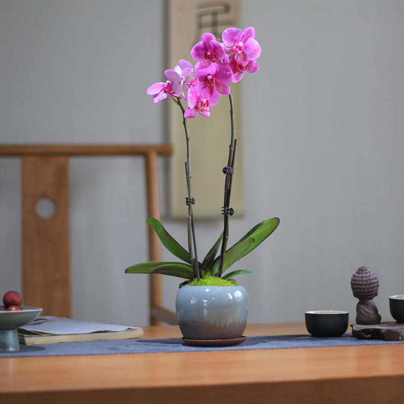 蝴蝶兰盆栽带花苞带花剑兰花迷你盆景客厅室内植物花卉四季好养活