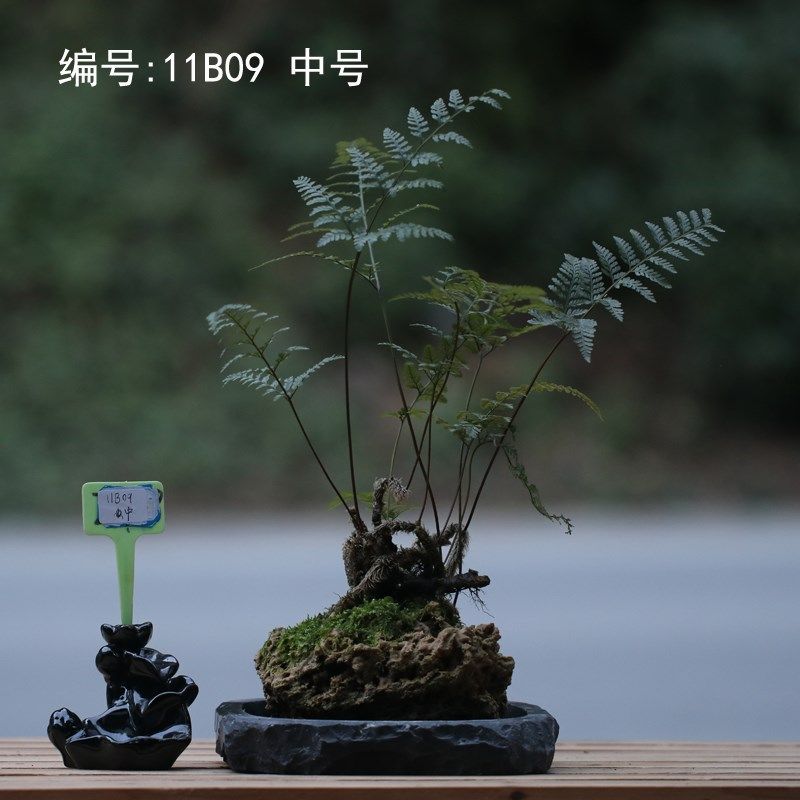 山野雅居 一物一拍吸水石狼尾蕨老桩微景喜阴耐旱易养茶桌办公室