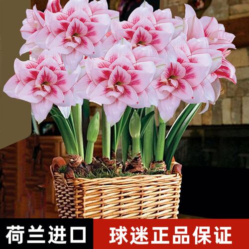 条纹带花苞澳洲荷兰花安吉拉球迷朱顶红进口重瓣种球鬼魅火焰黛丝