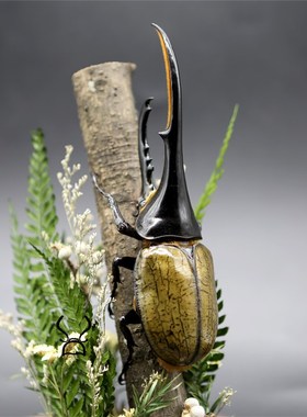 森林巨无霸长戟大兜虫毛象巨型甲虫昆虫标本生态微景观玻璃摆件