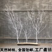 干树枝干枝干树枯树装 饰树 饰树摆件树杆仿真树枝假白色树枝道具装