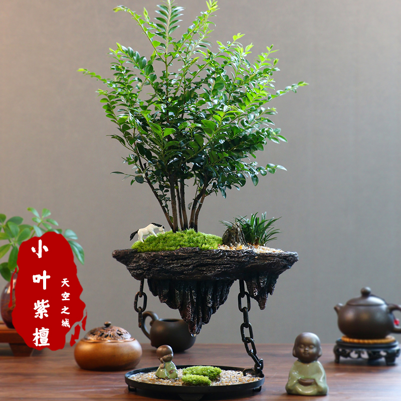 丛林小叶紫檀绿植盆栽客厅四季好养室内种植桌面小盆景植物摆件