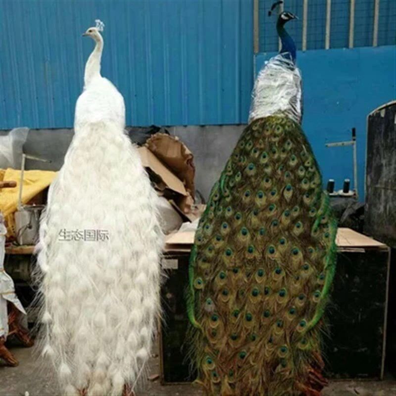 天然蓝孔雀标本 白孔雀羽毛仿真鸟类动物标本 装饰品摆件手工艺品