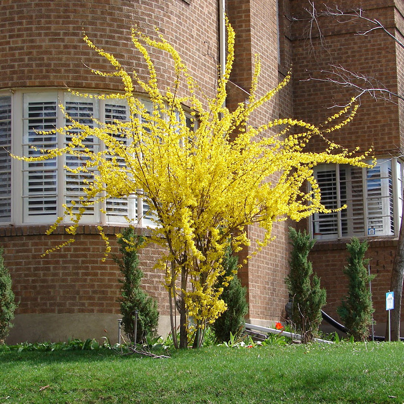 爬藤植物连翘花苗金钟罩迎春花黄老虎树苗盆栽地栽花卉庭院植物,鲜花速递/花卉仿真/绿植园艺,造型盆景,淘宝优惠券,粉丝福利购,淘宝优惠卷