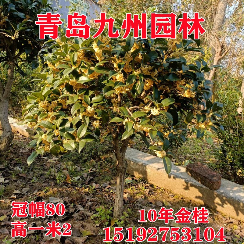 桂花盆栽盆苗地栽苗花卉四季桂树苗客厅开花不断庭院好养净化空气