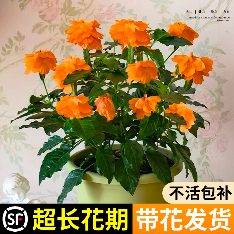 鸟尾花盆栽带花苞庭院花卉易活四季开花植物室内阳台果汁阳台月季