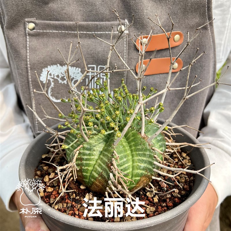 朴原限定/ 实生法丽达 Euphorbia valida 珍奇块根多肉盆栽精品