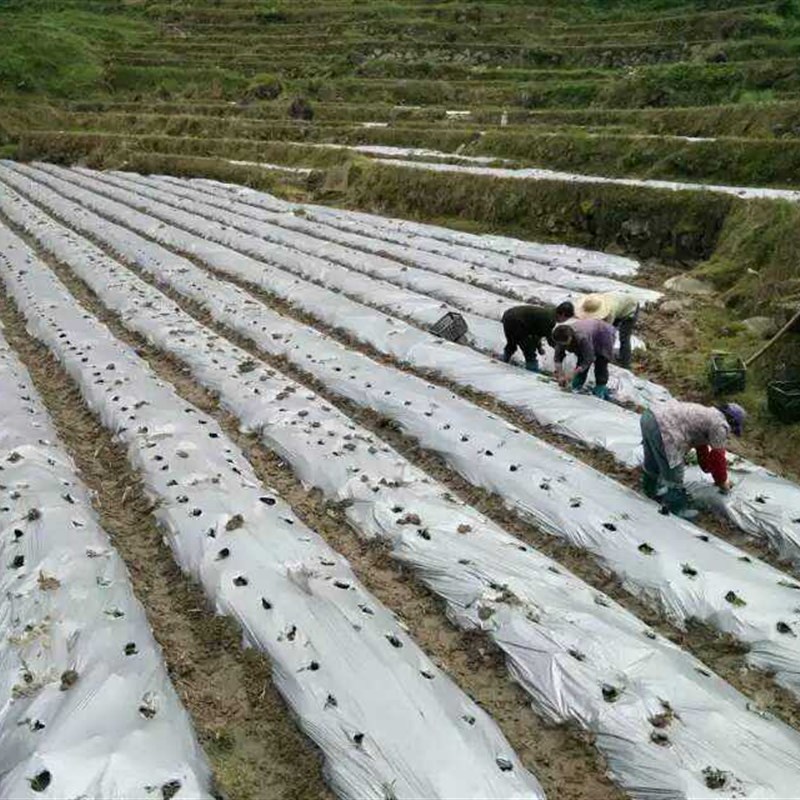 银黑双色地膜除草膜保湿膜反光膜农用薄膜0.8-3米/卷10公斤除草膜