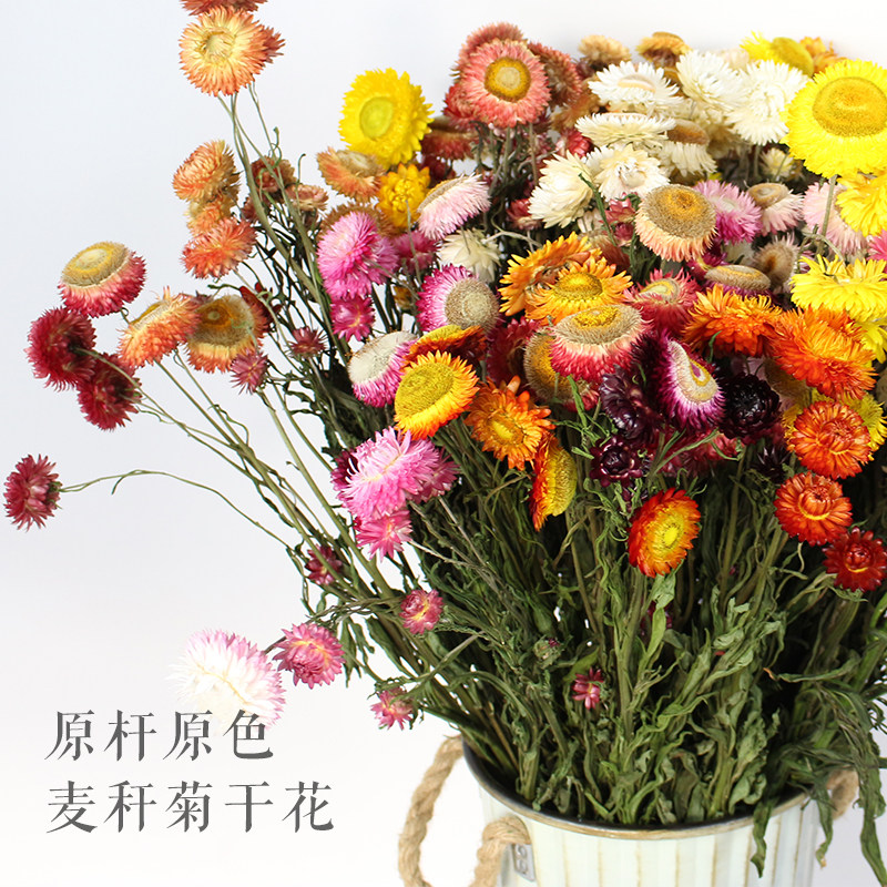 麦秆菊 原杆原色天然真花 云南干花基地直发 装饰插花diy手工花材