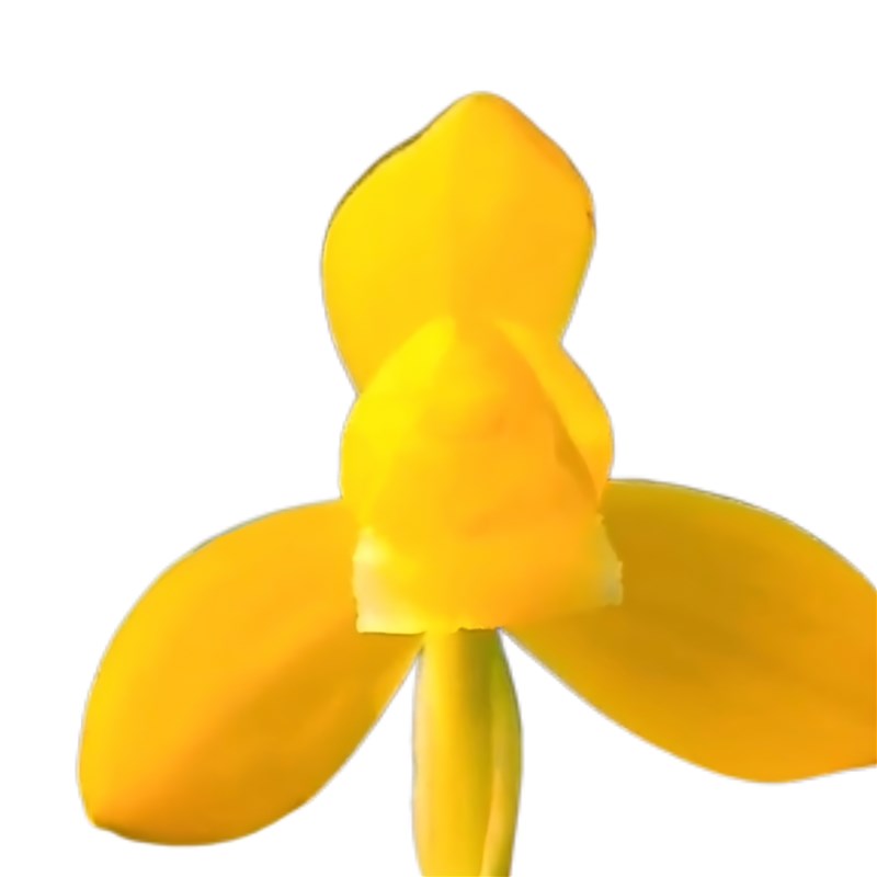 春兰金佛缘无花苞发货兰花花卉室内植物进口尺寸使用裸根兰花苗