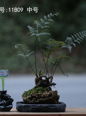 山野雅居 一物一拍吸水石狼尾蕨老桩微景喜阴耐旱易养茶桌办公室