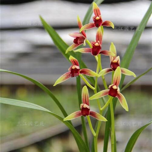 建兰大国魂墨宝兰花赤诚贵妃醉酒暮山紫名贵兰花室内客厅阳台花卉