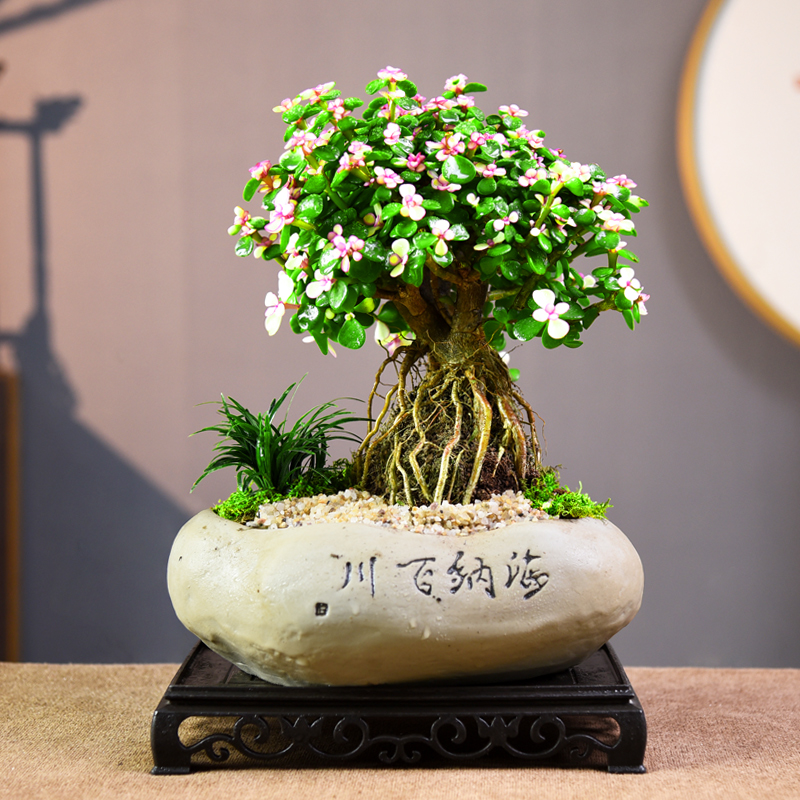 金枝玉叶盆栽提根老桩室内绿植盆景中式观赏办公客厅好养植物礼品