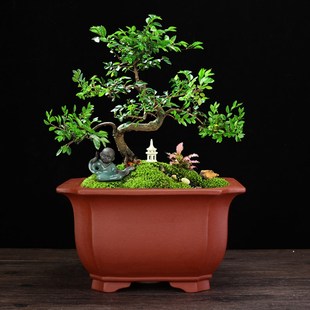 紫砂兰花盆精品大号四方客厅古典高档盆景盆榕树蝴蝶兰君子兰专用