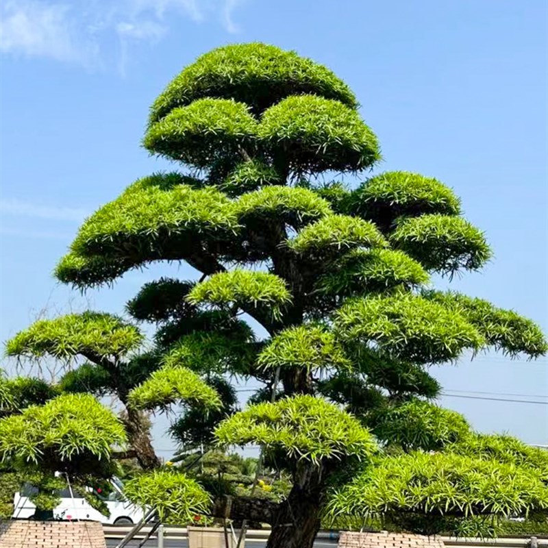 罗汉松造型树原生小叶雀舌罗汉松可地栽盆栽一对一选树