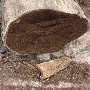 所罗门大叶紫檀皮灰黑檀原木厂家直销异形雕刻 一根起售