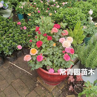室内外欧月大花月季庭院带苞盆栽花卉灌木藤本大苗超级国月月季苗