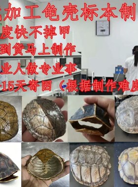 加工乌龟壳标本制作乌龟标本制作乌龟壳制作工艺品摆件挂件
