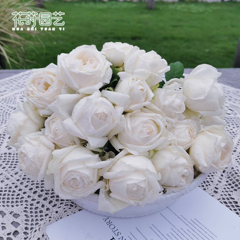 花莳园艺【婚礼之路】大花浓香月季伊芙白色玫瑰花盆栽阳台月季花