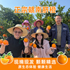 淘贝贝溯源正宗赣南脐橙精品大果