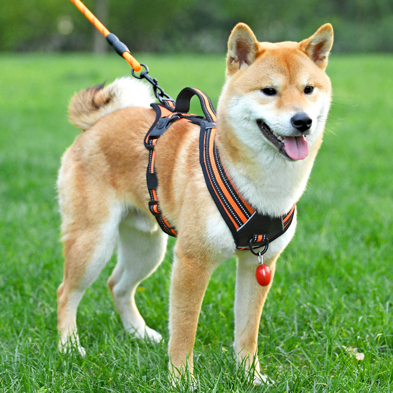 狗狗用品大全牵引绳狗狗牵引绳中大型犬柴犬胸背带舒适外出遛狗绳,宠物/宠物食品及用品,狗牵引绳,淘宝优惠券,粉丝福利购,淘宝优惠卷