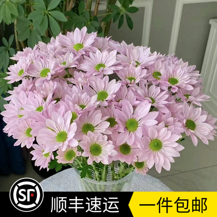 三文鱼小菊云南鲜花雏菊上新进口花材婚庆活动办公家用插花水养