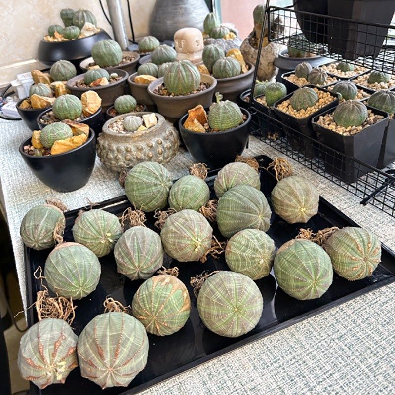 布纹球块根植物欧系布纹球多肉植物潮流稀有贵货无刺仙人掌盆栽