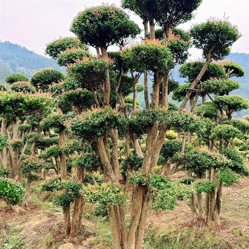 小叶红芽赤楠老桩盆景 绿植 庭院景观树 一物一拍