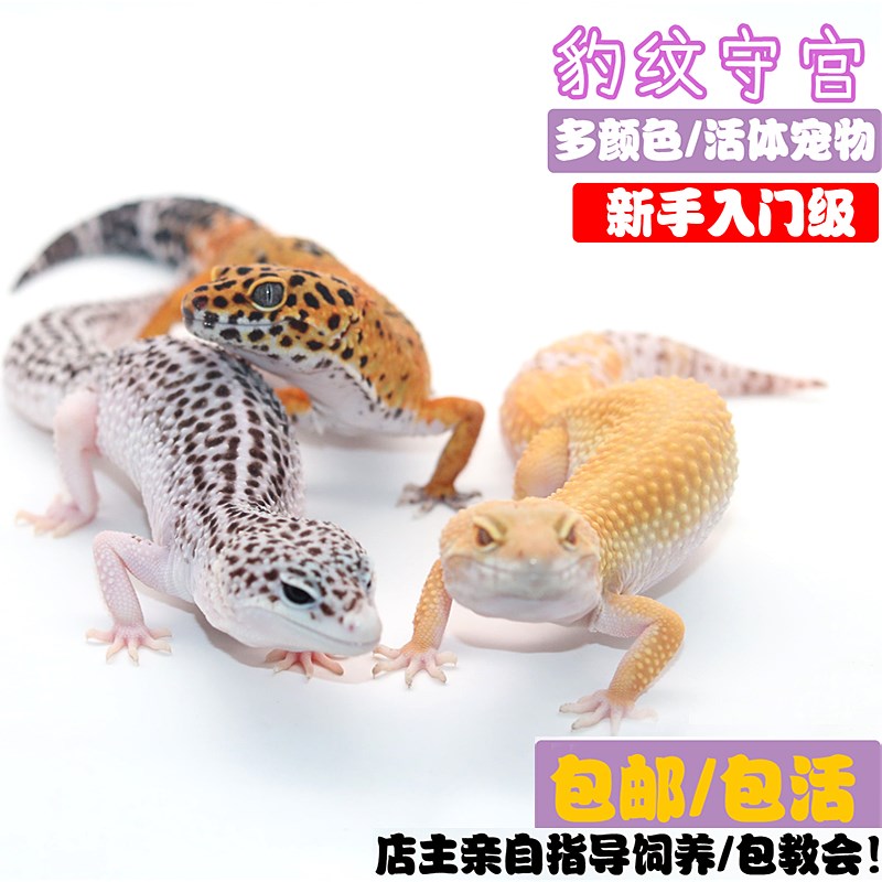 豹纹守宫蜥蜴爬宠活泼可爱蜥蜴爬虫入门级幼体成体温顺宠物新手爬