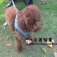 狗狗宠物牵引绳狗链贵宾泰迪中小型犬调节胸背带项圈狗绳小狗用品
